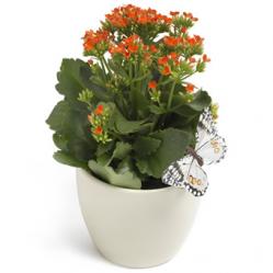 Kalanchoë met vlinders