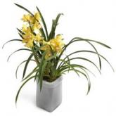 Gele Cymbidium