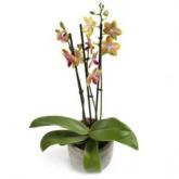 Fleurige Phalaenopsis Orchidee