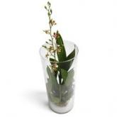 Oncidium Orchidee in glazen pot