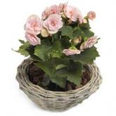 Liefelijk roze Begonia