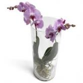 Trendy Phalaenopsis toren