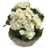 Witte Begonia schoonheden