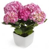 Hot Pink Hortensia