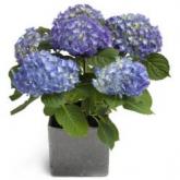 Hemels blauwe Hortensia