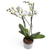 Witte Phalaenopsis Orchidee