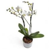 Witte Phalaenopsis Orchidee