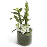 Witte Dendrobium Orchidee