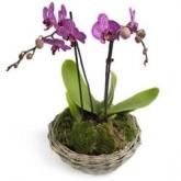 Majestieuze Phalaenopsis