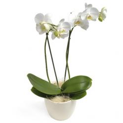 Bestseller Phalaenopsis Orchidee