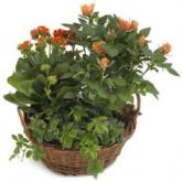 Oranje plantenmix