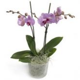 Suikerzoete Phalaenopsis Orchidee