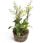 Gele Oncidium Orchidee